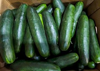 FDA declares cucumber-linked Salmonella outbreak over after 155 hospitalized