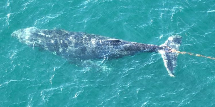 Whale tangled in fishing debris freed in Sydney Harbour