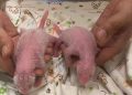 Oldest first-time panda mom gives birth to twins