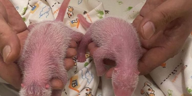 Oldest first-time panda mom gives birth to twins
