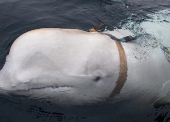 ‘Russian spy’ whale probably died after stick became lodged in its mouth, police say