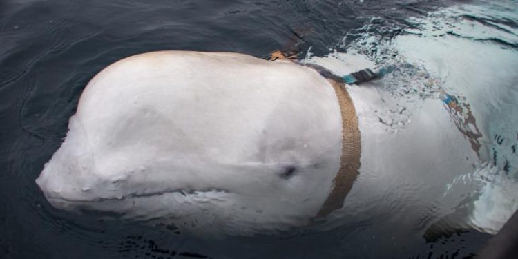 ‘Russian spy’ whale probably died after stick became lodged in its mouth, police say