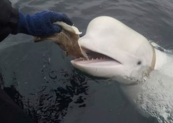 ‘Russian spy’ whale may have been shot dead, say animal rights groups