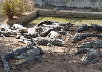 Thai farmer forced to kill more than 100 endangered crocodiles after a typhoon damaged their enclosure