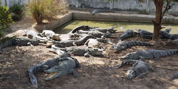 Thai farmer forced to kill more than 100 endangered crocodiles after a typhoon damaged their enclosure