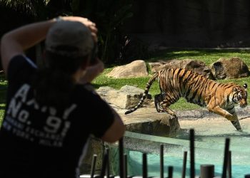 Tiger mauls handler at amusement park