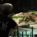 Tiger mauls handler at amusement park