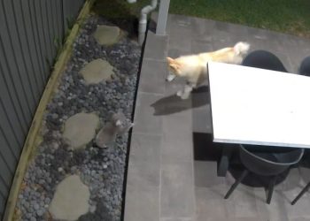 Koalas are up power poles, on roads, in schools. Why the outlook for Australia’s listed icons remains ‘poor’