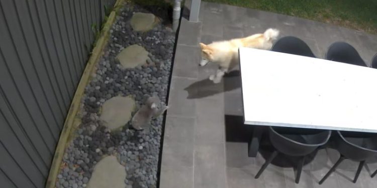 Koalas are up power poles, on roads, in schools. Why the outlook for Australia’s listed icons remains ‘poor’