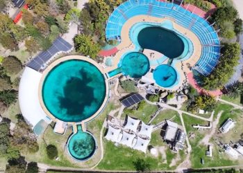 ‘Free Kshamenk’: The campaign to release the last captive orca in Latin America