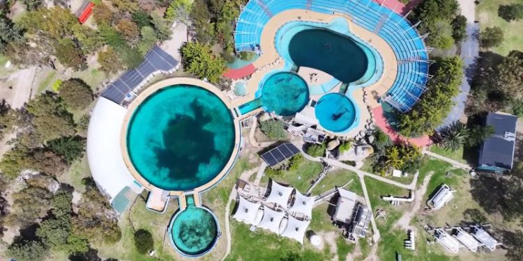 ‘Free Kshamenk’: The campaign to release the last captive orca in Latin America