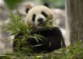 They’re cute, cuddly and coming to America: China’s newest panda diplomats headed for Washington