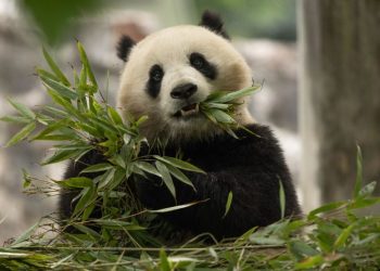 They’re cute, cuddly and coming to America: China’s newest panda diplomats headed for Washington