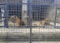Dozens of zoo tigers die after contracting bird flu in southern Vietnam
