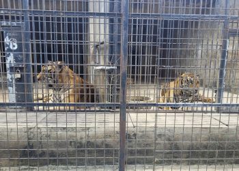 Dozens of zoo tigers die after contracting bird flu in southern Vietnam