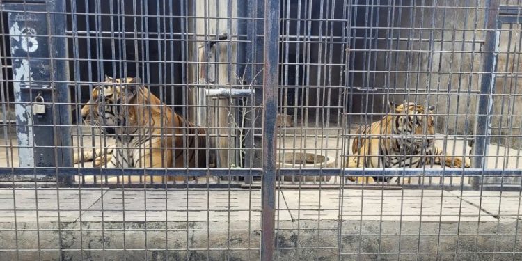 Dozens of zoo tigers die after contracting bird flu in southern Vietnam