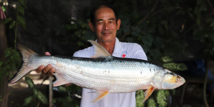 Scientists feared this huge ‘ghost’ fish was extinct. It was just seen after almost 20 years