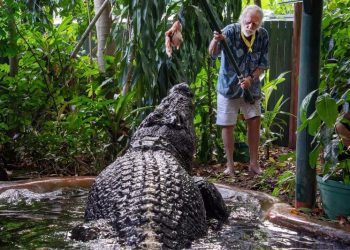 World’s largest captive crocodile dies in Australia aged more than 100