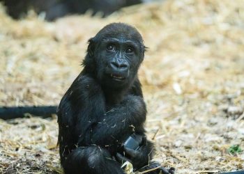 Gorilla at a Canadian zoo died after worker mistakenly activated wrong door