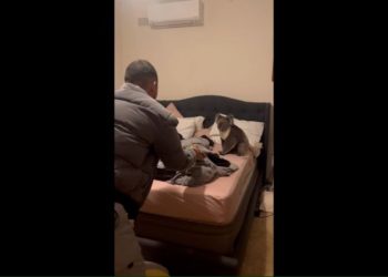 ‘Only in Australia’: Couple comes home to find koala in bed