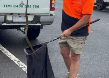 Australian woman finds deadly tiger snake at her feet while driving 50 miles per hour