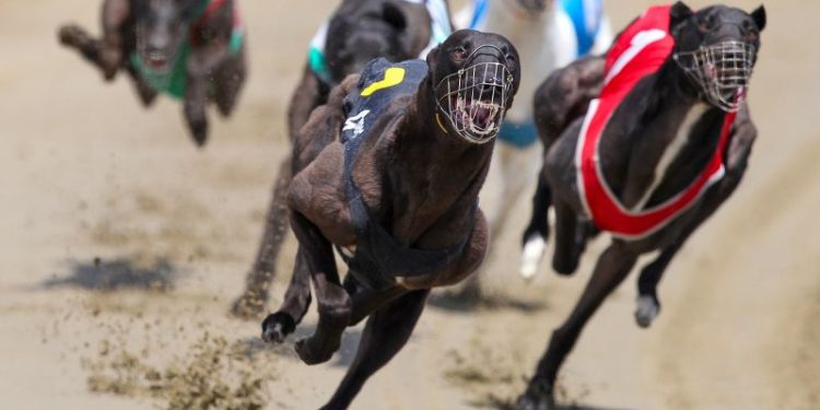 Greyhound racing is increasingly rare worldwide. New Zealand now plans to outlaw the practice