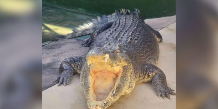 Burt, the huge Australian crocodile who had a cameo in ‘Crocodile Dundee,’ dies at 90