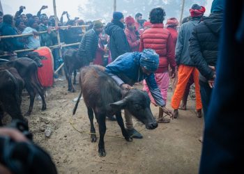 A mass animal sacrifice festival is underway in Nepal. Activists say it needs to stop