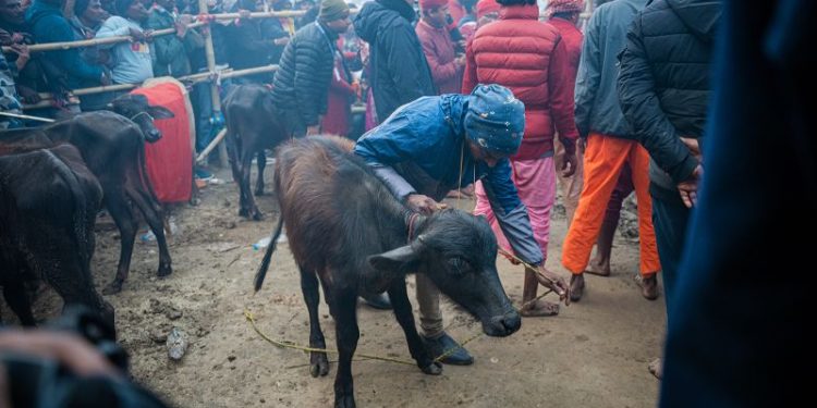 A mass animal sacrifice festival is underway in Nepal. Activists say it needs to stop