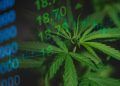 Cannabis Market 2024 Year-End Review