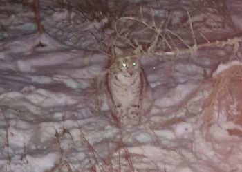 Fears of ‘rogue rewilding’ grow in Scottish Highlands after four lynx captured by park rangers