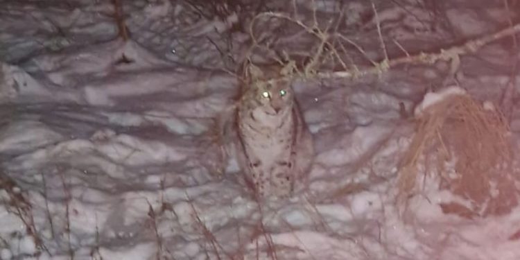 Fears of ‘rogue rewilding’ grow in Scottish Highlands after four lynx captured by park rangers