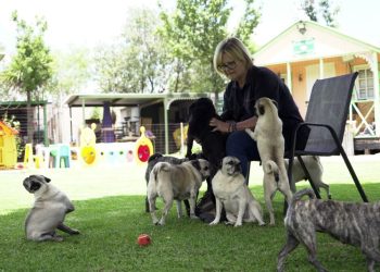 Pug life: A South African woman has rescued more than 2,500 of the lovable ‘clowns of the dog world’