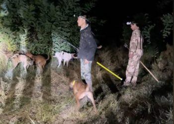 Bounty hunting wild boars in China: The once-protected species is now a growing public menace