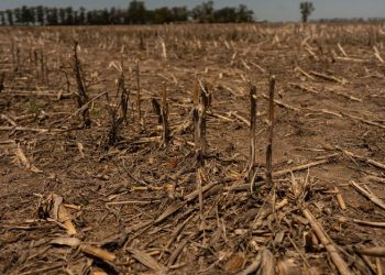 Climate change is disrupting food systems across Latin America, UN report says