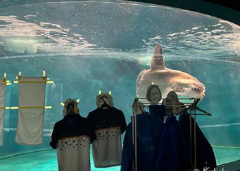 Japanese aquarium cheers up lonely sunfish with cardboard cutouts of people