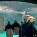 Japanese aquarium cheers up lonely sunfish with cardboard cutouts of people