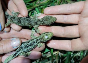 These 60-year-old geckos could be the world’s oldest
