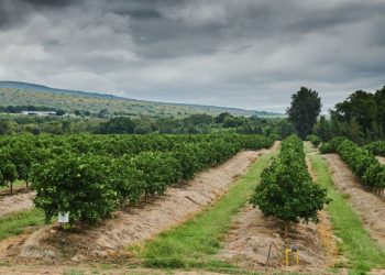 Trump wants to protect South Africa’s White farmers. But potential changes to trade privileges would hurt them