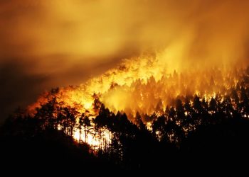 Japan fights forest fire that has forced 1,200 people to evacuate