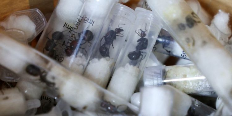 Belgian teens arrested with 5,000 smuggled ants as Kenya warns of changing trafficking trends