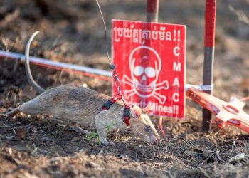 Super Rat: the record-setting rodent sniffing out landmines and saving lives