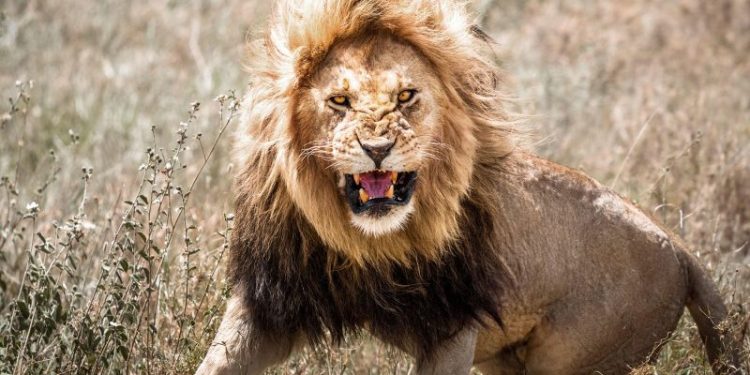 Lion kills 14-year-old girl outside Kenya’s Nairobi National Park