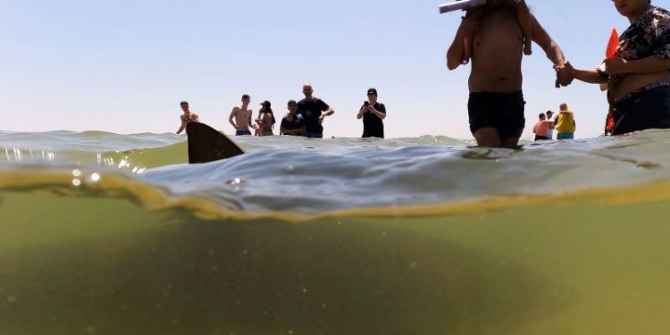 Sharks drew crowds to this Israeli beach for years. Now a swimmer’s disappeared and a body’s been found