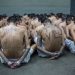The wrong tattoo can get you stopped by police. But artists in El Salvador say more people want their ink