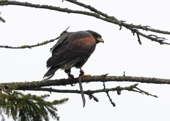 Aggressive hawk that terrorized English village for weeks finally captured by resident