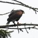Aggressive hawk that terrorized English village for weeks finally captured by resident