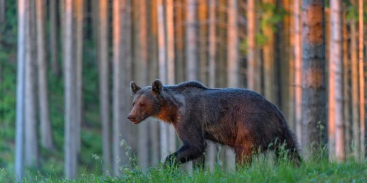 Slovakia approves cull of 350 bears after latest fatal attack