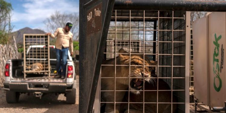 Even hippos, elephants and monkeys are fleeing bloody gang violence in Mexico’s Sinaloa province