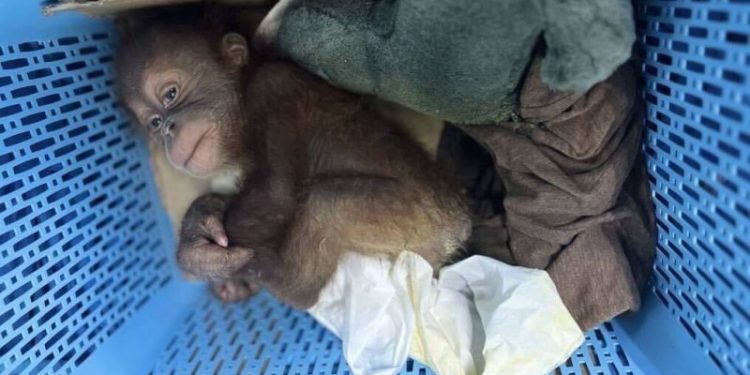 Thai man arrested for alleged smuggling of two baby orangutans